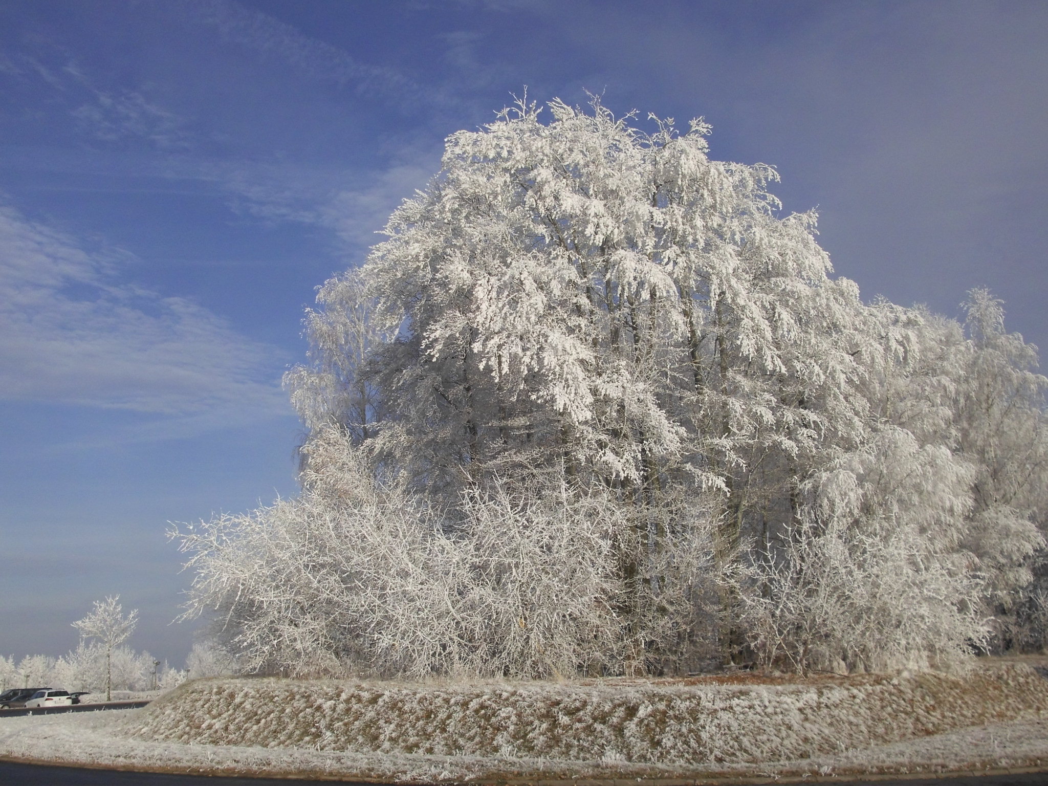 Baum im Winter