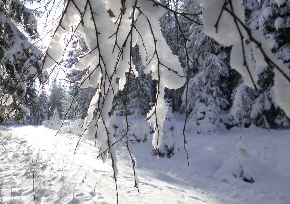 Waldweg im Winter Suhl-Friedberg